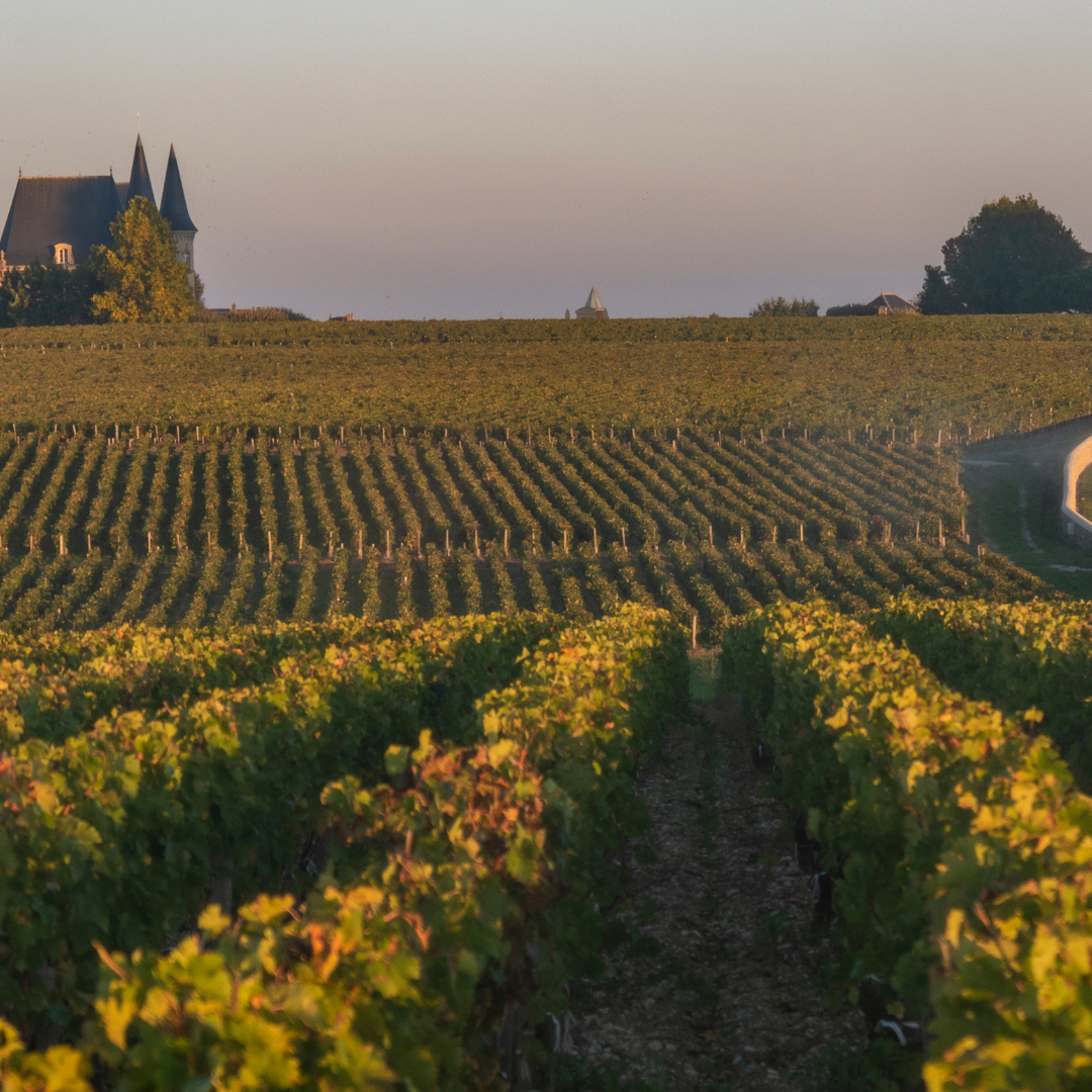 Vignobles de l'AOC Pauillac
