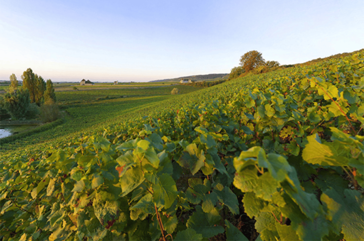appellation chambolle musigny