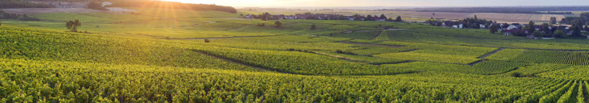 Chapelle-Chambertin Appellation Wine