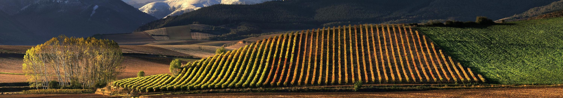 Wines from the Rioja region