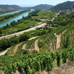 1999 Rhône wines