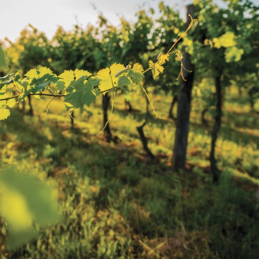 Biodynamics