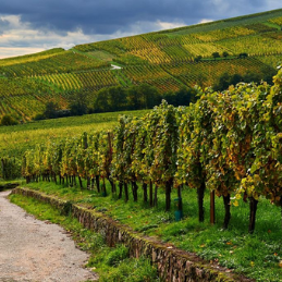 Grand Cru d'Alsace